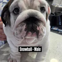 SnowBall, a male English Bulldog for sale in Rockledge, FL – Photo 2 of 9