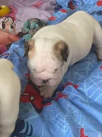 SnowBall, a male English Bulldog for sale in Rockledge, FL – Photo 4 of 5