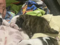 Sable, a female English Bulldog for sale in Rockledge, FL – 2 of 6