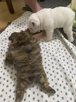 Sable, a female English Bulldog for sale in Rockledge, FL – 5 of 6