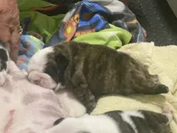 Sable, a female English Bulldog for sale in Rockledge, FL – 3 of 6