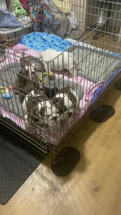 Mini Muu, a female English Bulldog for sale in Rockledge, FL – 4 of 6