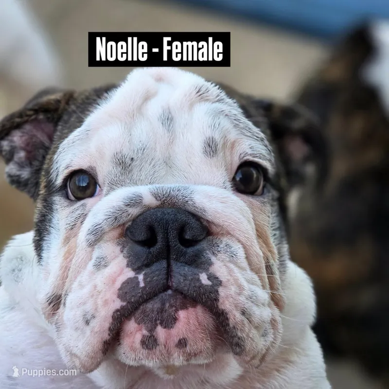 Noelle – English Bulldog puppy for sale in Rockledge, FL
