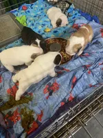 Noelle, a female English Bulldog for sale in Rockledge, FL – Photo 2 of 3