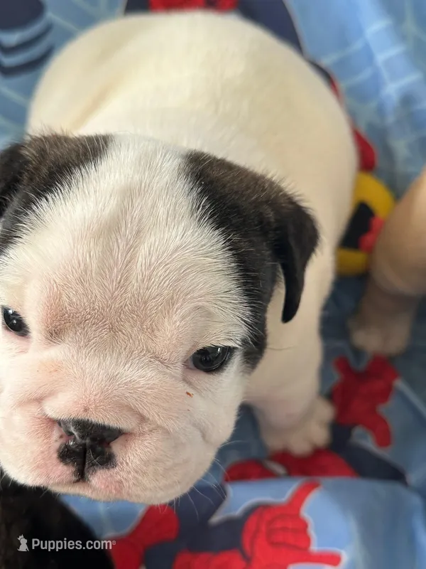 Noelle – English Bulldog puppy for sale in Rockledge, FL