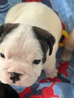 Noelle, a female English Bulldog for sale in Rockledge, FL – Photo 1 of 3