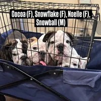 Noelle, a female English Bulldog for sale in Rockledge, FL – Photo 3 of 6