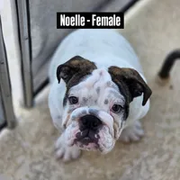 Noelle, a female English Bulldog for sale in Rockledge, FL – Photo 2 of 6