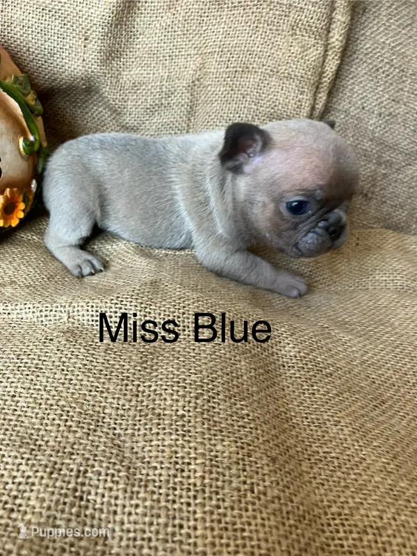 Miss Blue – French Bulldog puppy for sale in Gray, KY