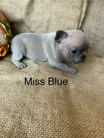 Miss Blue, a female French Bulldog for sale in Gray, KY – 1 of 3