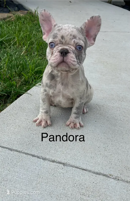 Reduced…Mystic – French Bulldog puppy for sale in Gray, KY