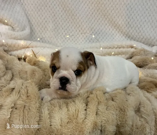 Miss Patches.champion grand sired – English Bulldog puppy for sale in Gray, KY