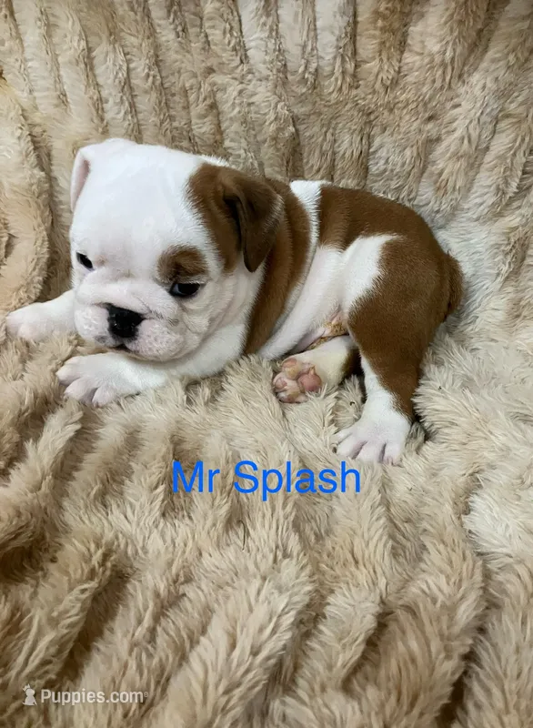 Mr Splash . – English Bulldog puppy for sale in Gray, KY