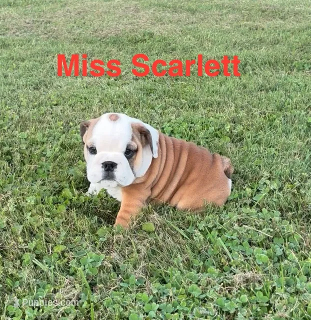 Miss Scarlett  – English Bulldog puppy for sale in Gray, KY