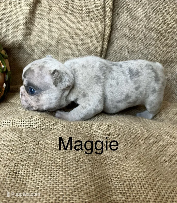Maggie  – French Bulldog puppy for sale in Gray, KY