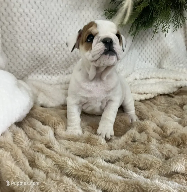 Miss Patches.champion grand sired – English Bulldog puppy for sale in Gray, KY