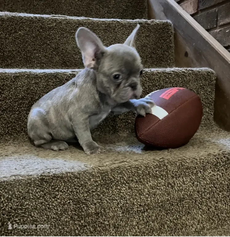 The Blues Man  – French Bulldog puppy for sale in Gray, KY