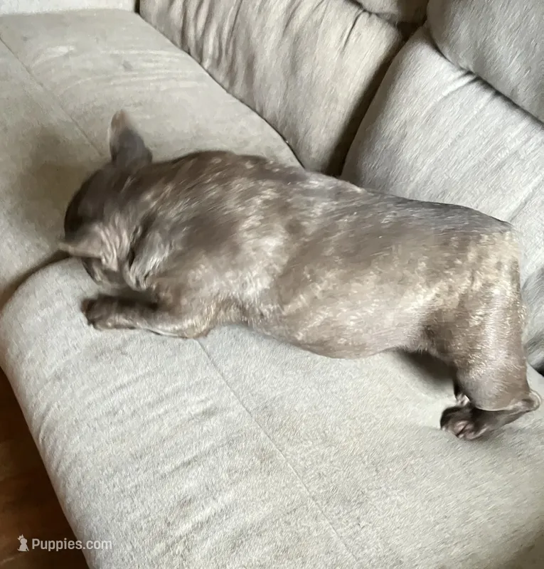 Coco Chanell . – French Bulldog puppy for sale in Gray, KY