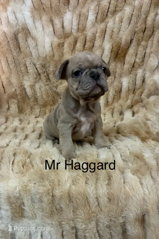 Mr Haggard . – French Bulldog puppy for sale in Gray, KY