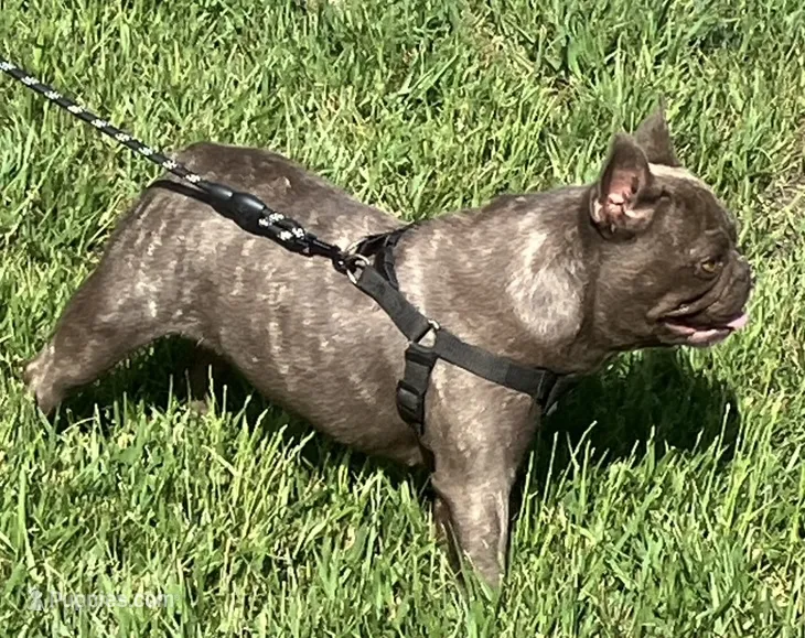 Coco Chanel – French Bulldog puppy for sale in Gray, KY