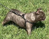 Coco Chanel, a female French Bulldog for sale in Gray, KY – 2 of 3