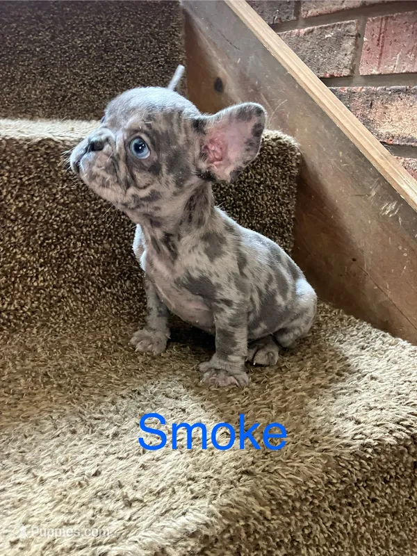 Smoke – French Bulldog puppy for sale in Gray, KY