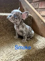 Reduced…..Smoke, a male French Bulldog for sale in Gray, KY – 3 of 10