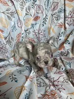 Peanut , a male French Bulldog for sale in Gray, KY – 2 of 3