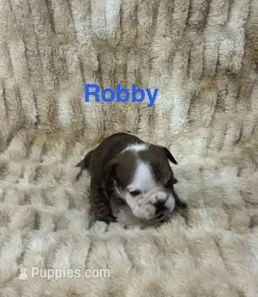 Robby – English Bulldog puppy for sale in Gray, KY