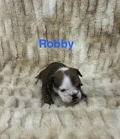 Robby, a male English Bulldog for sale in Gray, KY – 1 of 3