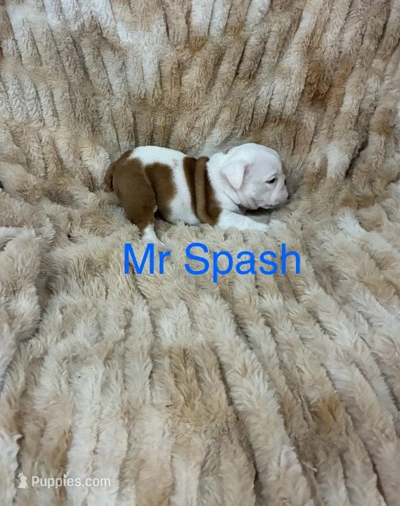 Mr Splash . – English Bulldog puppy for sale in Gray, KY