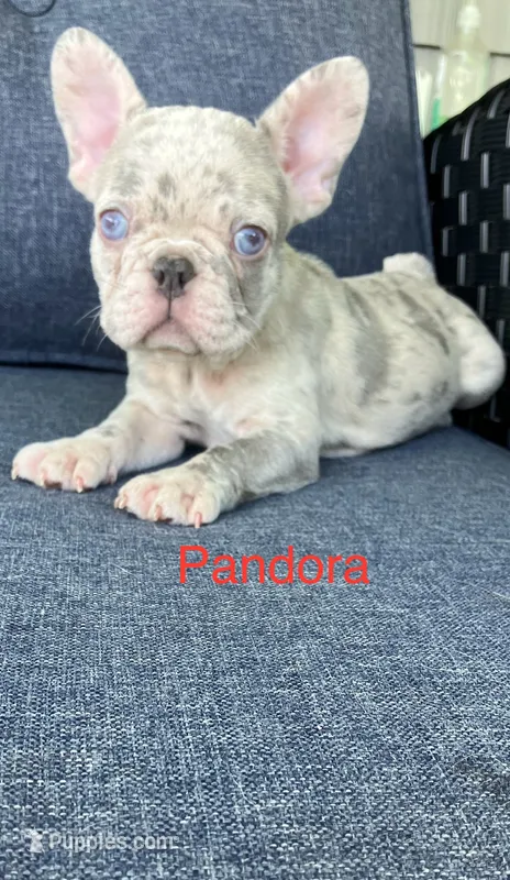 Reduced….Pandora  – French Bulldog puppy for sale in Gray, KY