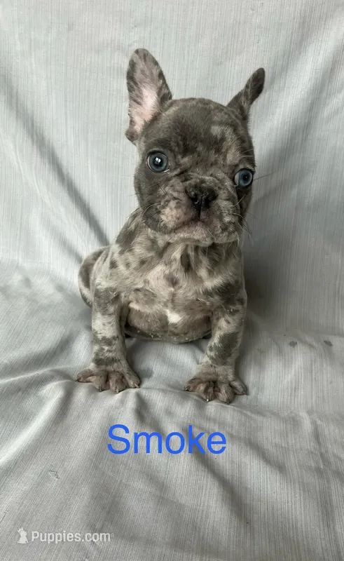 Smoke – French Bulldog puppy for sale in Gray, KY