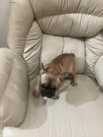 Red found forever home, a male French Bulldog for sale in Gray, KY – Photo 5 of 7