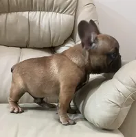 Red found forever home, a male French Bulldog for sale in Gray, KY – Photo 3 of 7