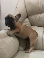 Red found forever home, a male French Bulldog for sale in Gray, KY – Photo 4 of 7