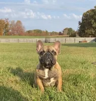 Red found forever home, a male French Bulldog for sale in Gray, KY – Photo 2 of 7