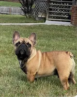Red found forever home, a male French Bulldog for sale in Gray, KY – Photo 1 of 7