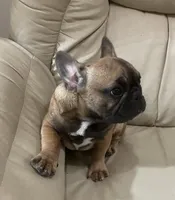 Red found forever home, a male French Bulldog for sale in Gray, KY – Photo 7 of 7