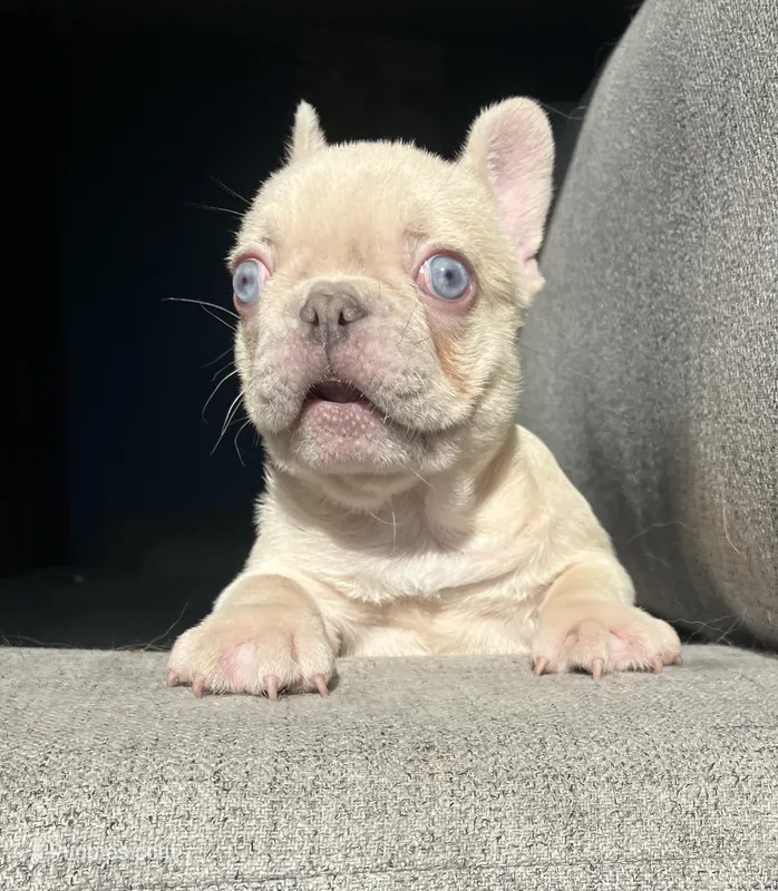 Creamsicle  – French Bulldog puppy for sale in Gray, KY
