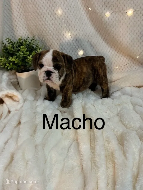 Macho – English Bulldog puppy for sale in Gray, KY