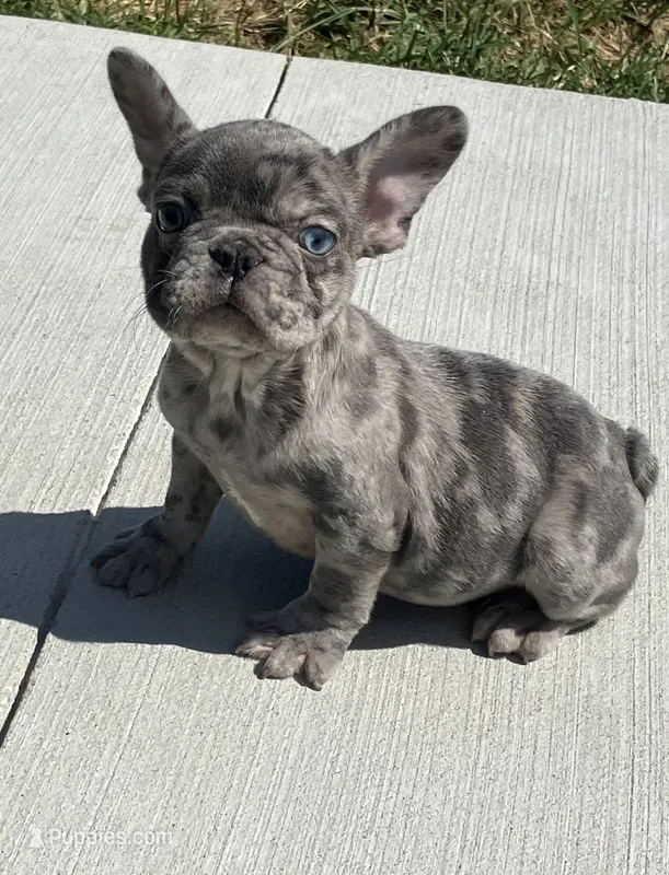 Reduced…..Smoke – French Bulldog puppy for sale in Gray, KY