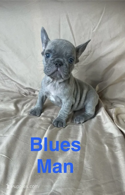 The Blues Man – French Bulldog puppy for sale in Gray, KY