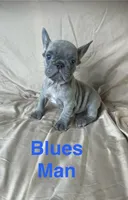 The Blues Man., a male French Bulldog for sale in Gray, KY – 9 of 9