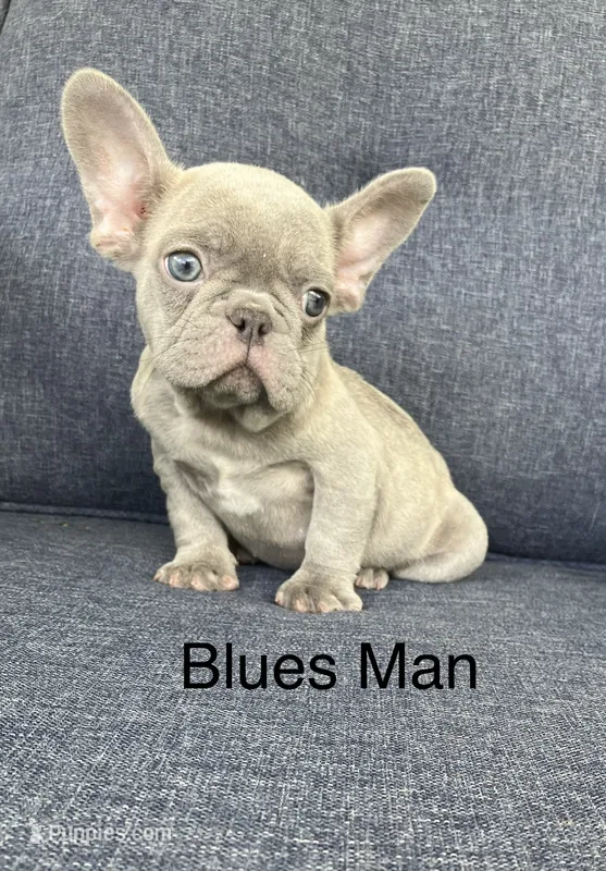 The Blues Man – French Bulldog puppy for sale in Gray, KY