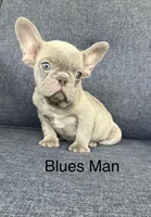 The Blues Man., a male French Bulldog for sale in Gray, KY – 8 of 9