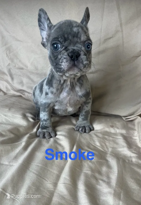 Smoke – French Bulldog puppy for sale in Gray, KY