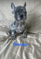 Reduced…..Smoke, a male French Bulldog for sale in Gray, KY – 10 of 10
