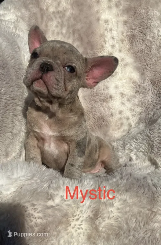 Reduced…Mystic. – French Bulldog puppy for sale in Gray, KY