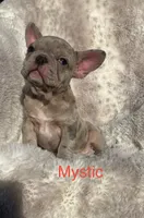 Reduced…Mystic…pending , a female French Bulldog for sale in Gray, KY – 5 of 10